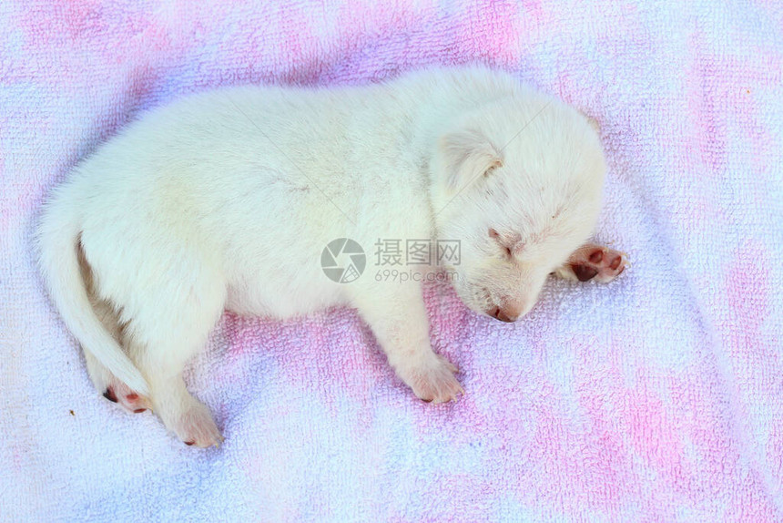 白色小狗睡在床垫上甜美地睡觉复制放置文字或图片
