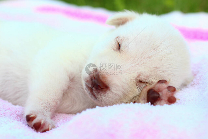 白色小狗睡在床垫上甜美地睡觉复制放置或图片