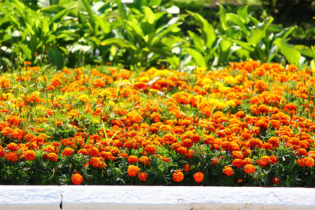 夏季日用鲜花在城市的都图片