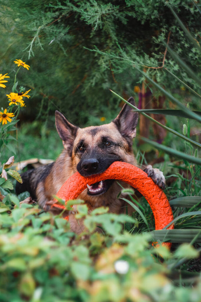 德国牧羊人咬着玩具环躺在草地上这只狗在嚼橙图片