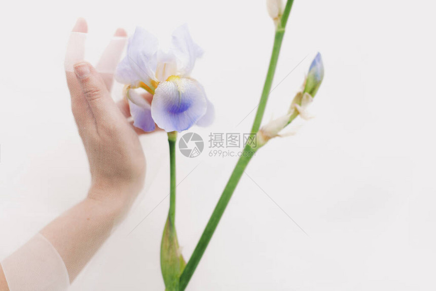 蓝虹花和女人用白色的面纱遮住白色背景美化软形象手放在圆盘下轻摸花朵关图片