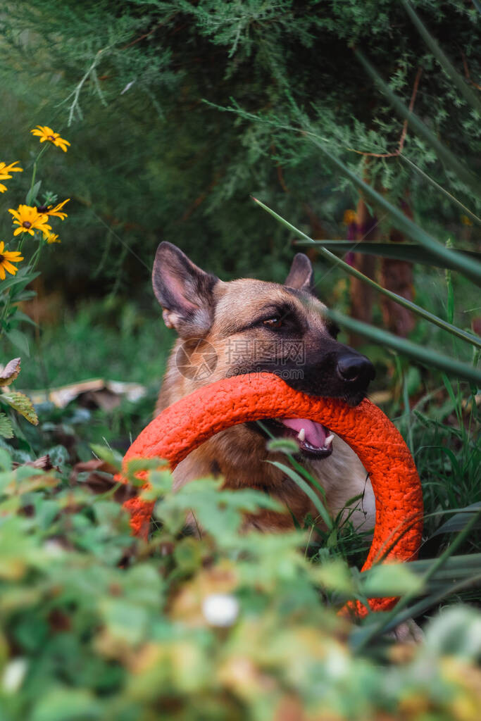 德国牧羊人咬着玩具环躺在草地上这只狗在嚼橙图片