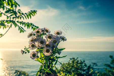 雏菊花的精美背景天空和大海的浅色调壁纸爱和温柔的象征给亲人的礼物图片