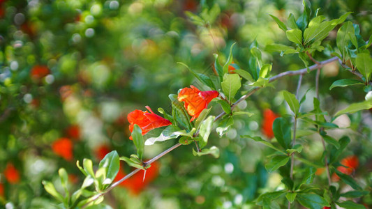 树枝上厚的绿花丛中有棕红色花朵的红树图片