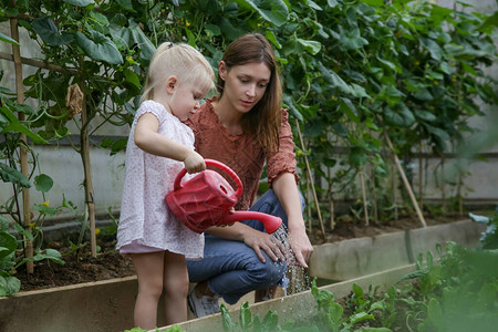 可爱的蹒跚学步的小女孩用水可以在有机菜园里浇水妈和她的女儿花图片