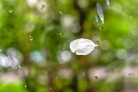 苹果树的雨滴和白花瓣紧附在玻璃图片