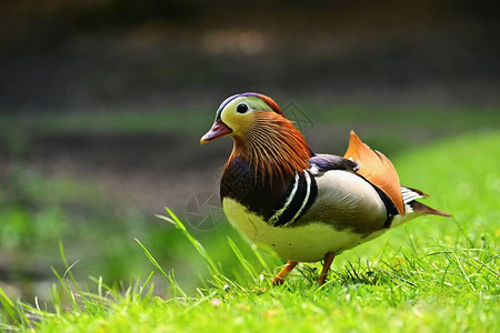 美丽的国语鸭子野生动物天图片