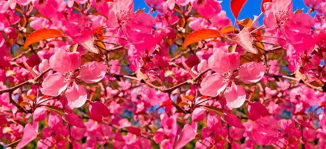 粉红色苹果花朵红白花瓣树枝对抗蓝天大横图片