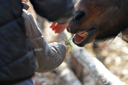 一个人喂养一匹马草把人类与自然的图片