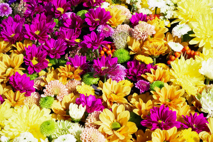美丽多彩的花朵背景多彩的菊图片