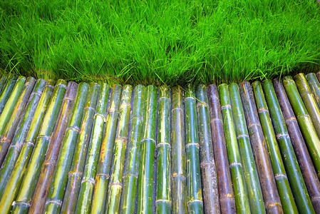关闭有草坪背景的竹人行道图片