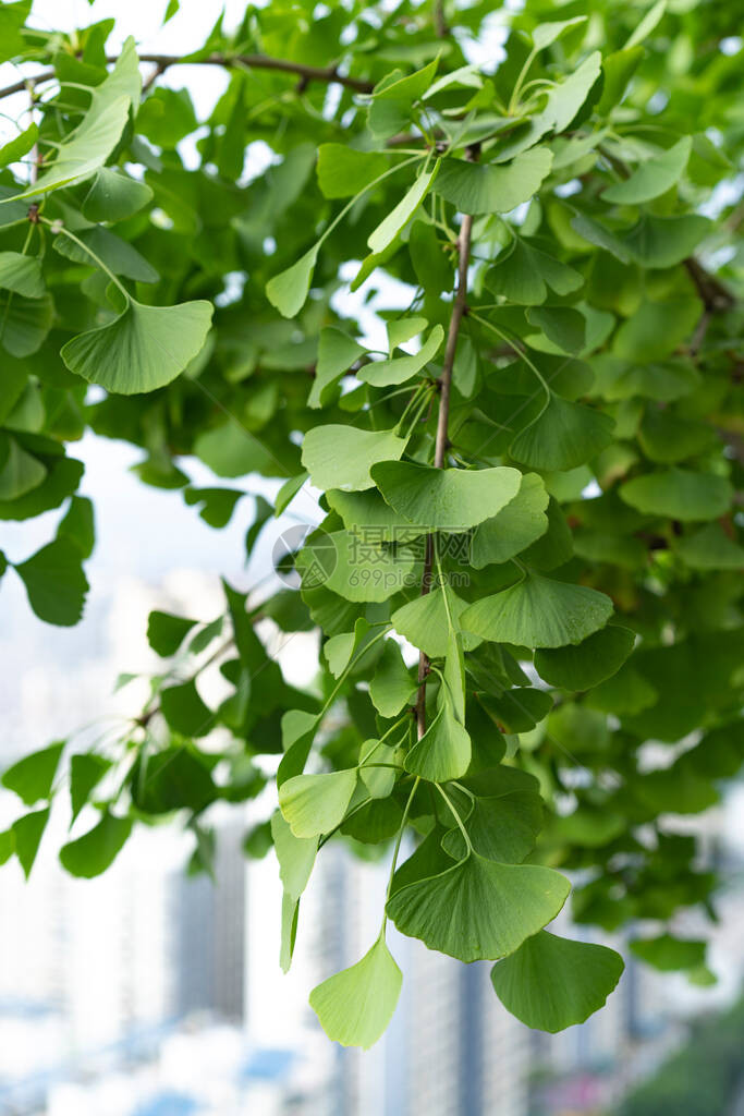 夏天银杏叶茂盛图片