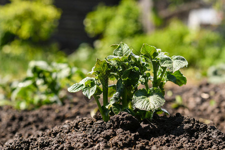 草地上青绿的土豆芽在蔬菜园子背景之背景图片