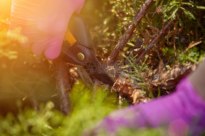 戴着紫色手套的种植者的手在阳光明媚的后院用修枝剪修长满绿色灌木的树枝工人美化花园不知名的园丁在春天修图片