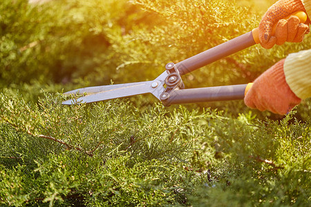 戴着橙色手套的园丁的手在阳光明媚的后院用树篱剪修杂草丛生的绿色灌木工人美化花园不知名的园丁在春天修背景图片
