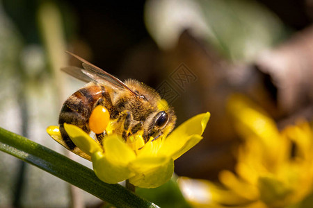 蜜蜂在春天的花朵上采集野外的花粉和花蜜图片