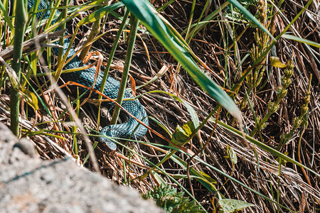 喀尔巴阡毒蛇伪装在绿草中捕猎图片