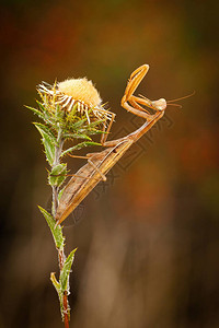 自然界中植被上的大型棕色昆虫图片