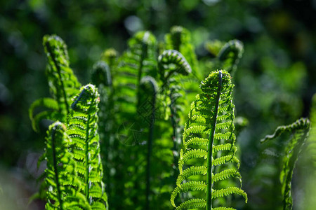 绿色背景上的绿色蕨类植物图片
