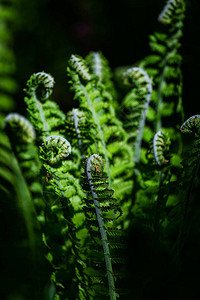 绿色背景上的绿色蕨类植物图片