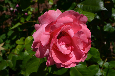 紧贴着一朵大而精细的粉红玫瑰盛开在夏花园里阳光直接照耀在图片