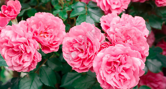 粉色玫瑰开花的玫瑰背图片