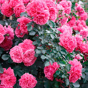 粉色玫瑰开花的玫瑰背图片