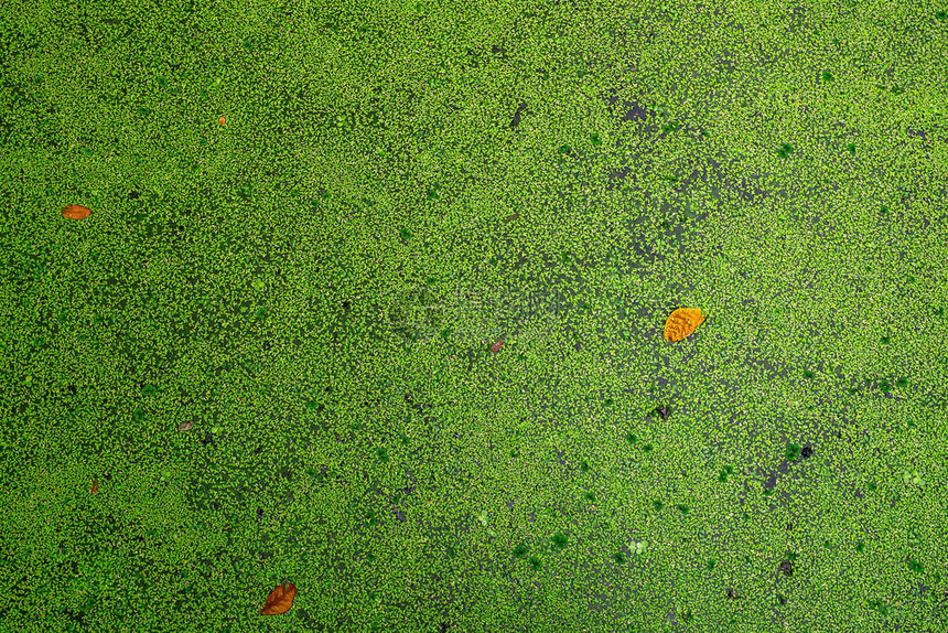 池塘中漂浮在水面上的绿色新鲜浮萍和干叶的顶部视图饲料鱼的蛋白质植物浮萍循环水养殖系统浮萍生长池水中图片