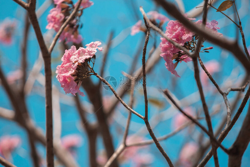 大自然的美丽花朵在春天外岛自然背景中风图片