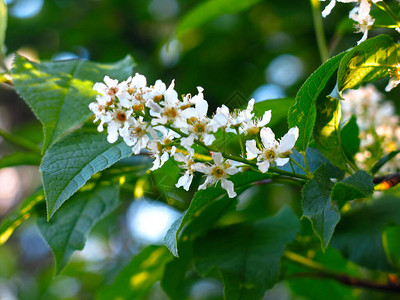 春天里白鸟樱花繁茂图片