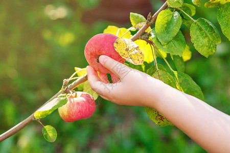 孩子的手在花园的树上摘苹果子图片