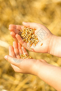 夏天在田地里孩子手掌中的小麦粒特写图片