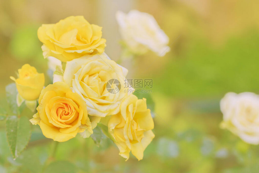 被橙色光包围的黄玫瑰花束图片