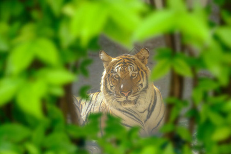 一只老虎的眼睛在树叶的细小缝隙中背景图片