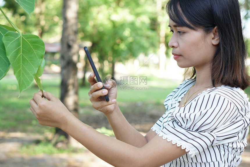 亚洲女使用智能手机拍摄树木照片图片