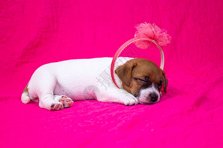 时尚小狗杰克罗塞尔特瑞尔女孩头顶上有个圈子睡在纸花旁边的图片