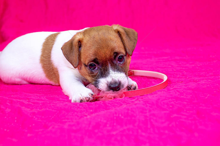 拉塞尔泰瑞小狗杰克女孩在橙色球旁边的粉红色掩体上玩圈图片