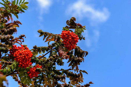 树枝上有明亮的红色罗万果子和黄色叶子图片