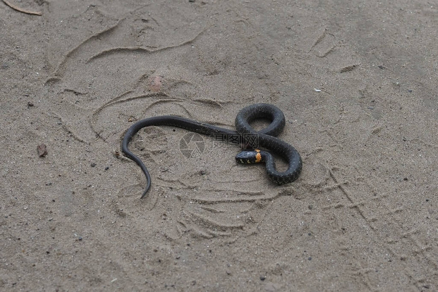 有黄颈的黑蛇躺在沙滩上图片