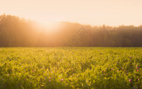 阳光夏日草原青草和日落时鲜花美图片