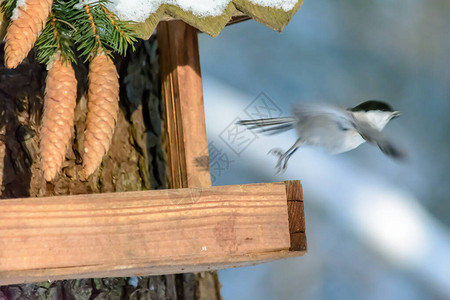 山雀在寒冷的冬天飞离喂食器图片