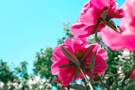 粉红色的牡丹花在背景蓝天的花园里开花双粉红牡丹花芍药牡丹或普通花园牡丹特写镜头图片