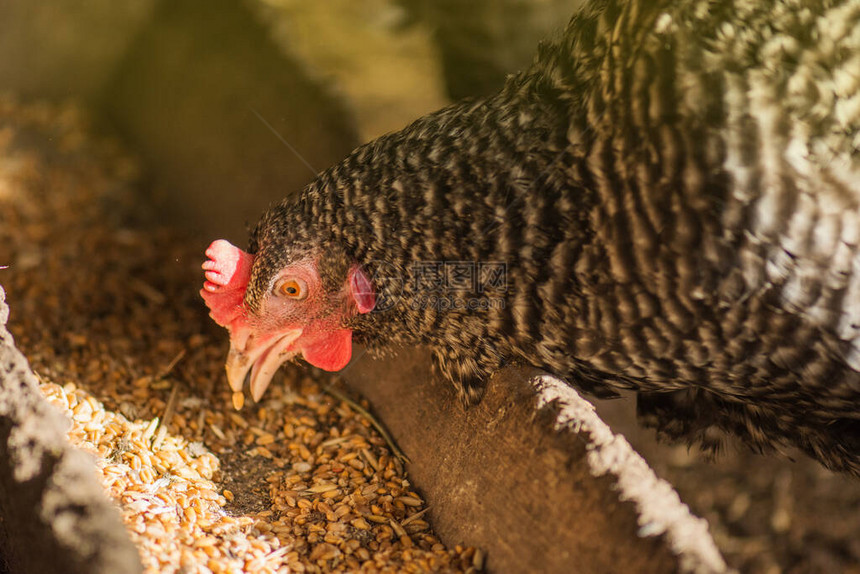 母鸡在舍里喂玉米与鸡群的农场业务鸡舍里的许多母鸡图片