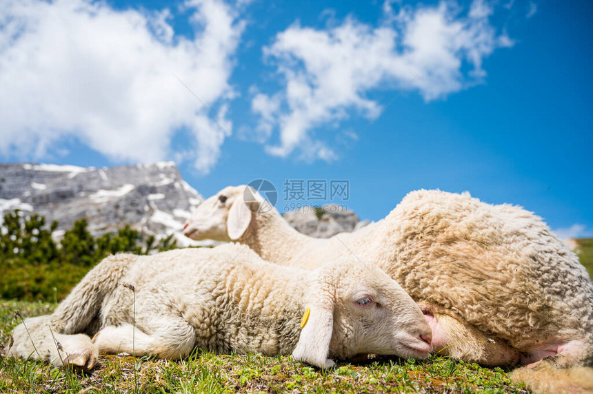 与母亲一起在山地草原上休息的可爱羊羔在高山环图片