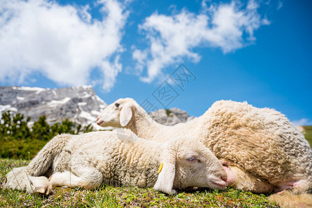 与母亲一起在山地草原上休息的可爱羊羔在高山环图片