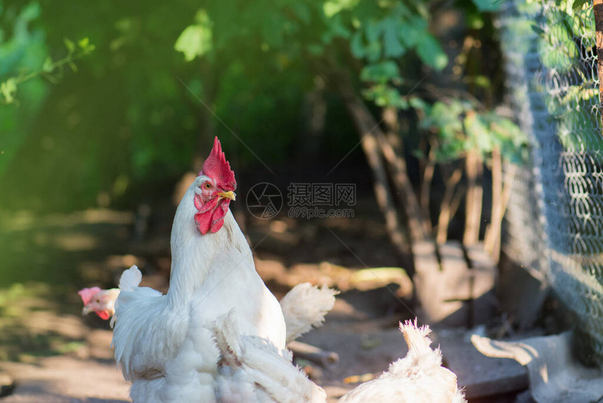 农场自由放养活鸡母鸡在绿色围场自由漫步自由放养母鸡农场图片