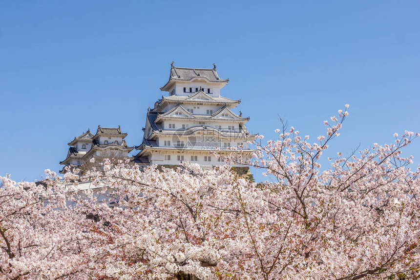 日本的樱花和姬路城图片