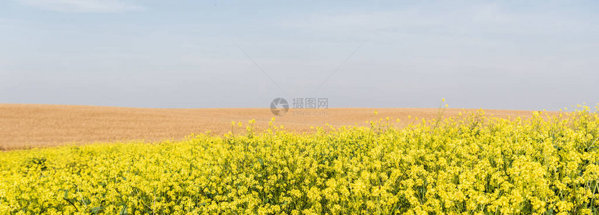 在金黑麦田附近盛开的黄色花朵图片