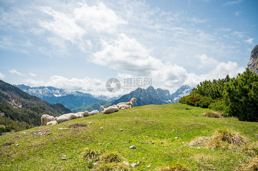 一群绵羊躺在草地山顶上有闪光的山图片