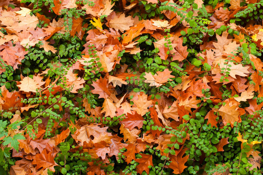 自然相片中的秋叶AturnAustumon图片